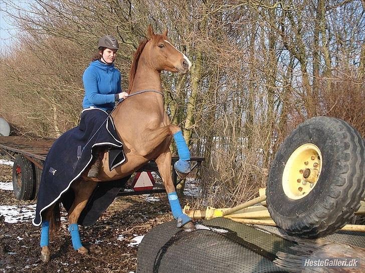 Anden særlig race <3Kashmir Mit et og alt<3 - Kasser min skøre pony marts 2011 billede 8