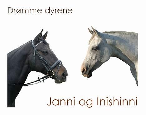 Dansk Varmblod Janni R.I.P. - Inishinni, som desværre er solgt, og janni. <´3 billede 5