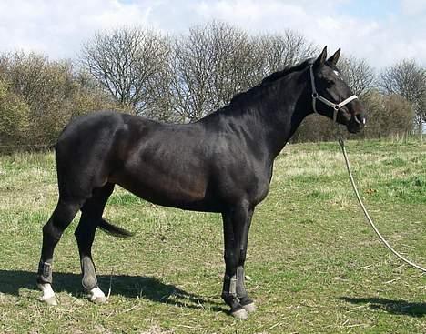 Dansk Varmblod Janni R.I.P. - janni på folden billede 6