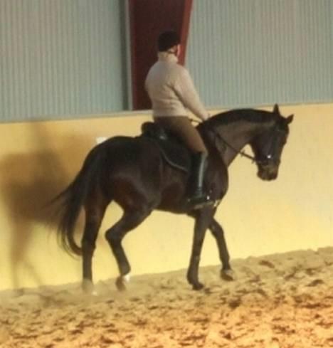 Dansk Varmblod Janni R.I.P. - versade, opvarmning. Hun er så smuk! :D billede 7