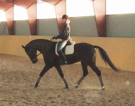 Dansk Varmblod Janni R.I.P. - letridning, opvarmning. det dybe arbejde er godt for hende :p hehe billede 8