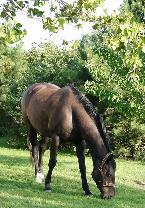 Dansk Varmblod Janni R.I.P. - Janni går en tur i vores have. <3 billede 9