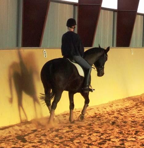 Dansk Varmblod Janni R.I.P. - Trav (: billede 11