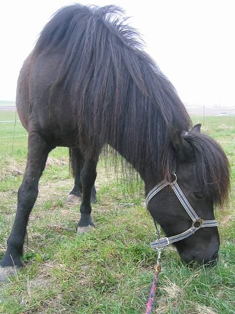 Islænder Perla Marcusminde SOLGT  - Perla 29 April... spiser græs mens jeg ven ter på følle billede 17