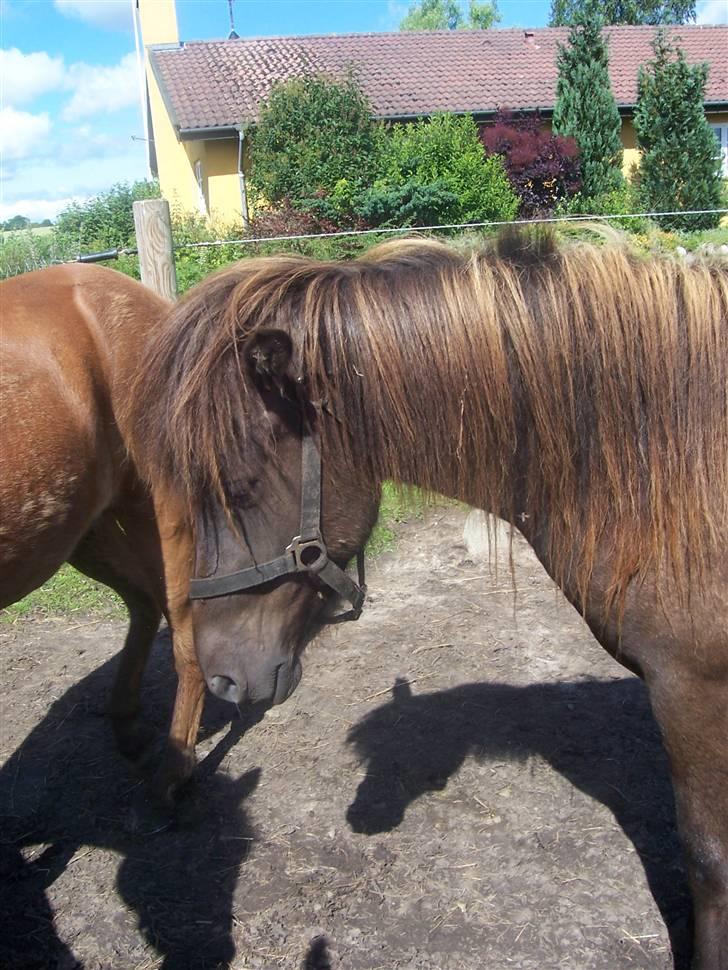 Islænder Frekjur F. Kurreholm - Frekjur den første i syvende. :) billede 8