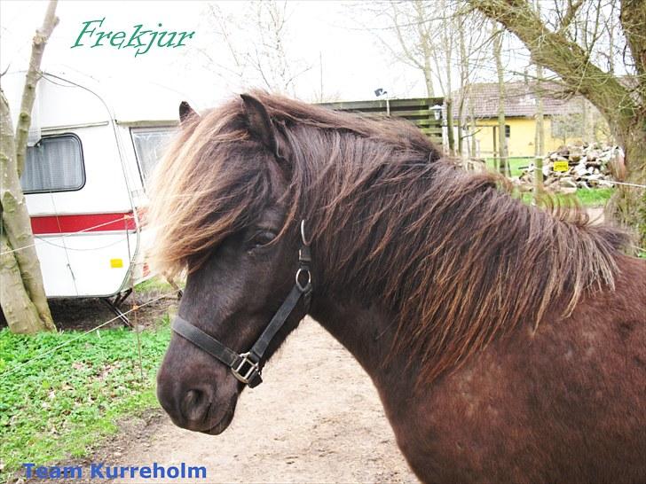 Islænder Frekjur F. Kurreholm - Frekjur den første i syvende. :) billede 9