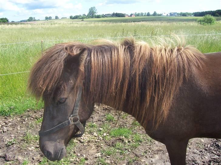 Islænder Frekjur F. Kurreholm - Frekjur den første i syvende. :) billede 10