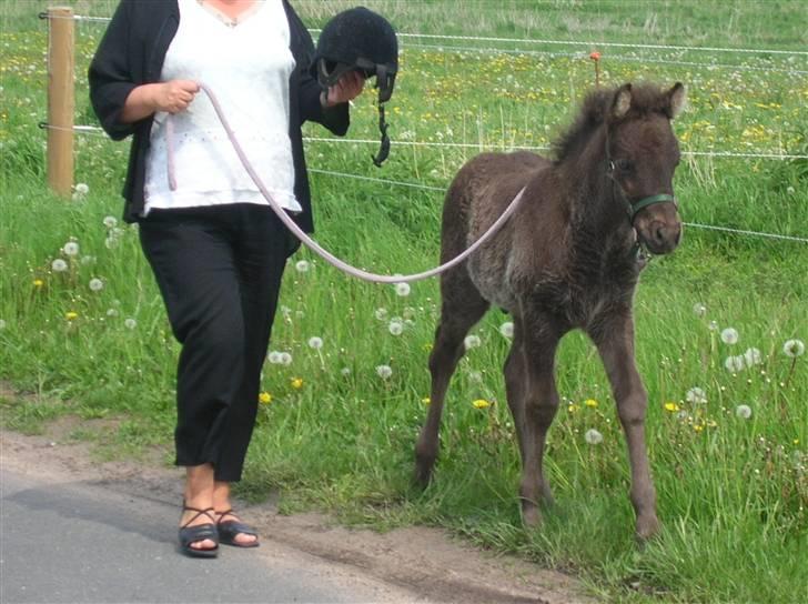 Islænder Frekjur F. Kurreholm - Jack ca. ½-1 år. billede 11