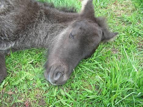 Islænder Frekjur F. Kurreholm billede 12