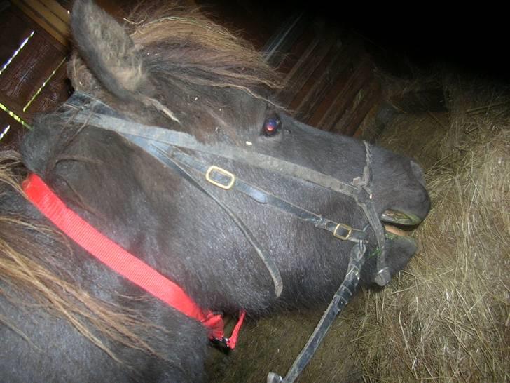 Islænder Frekjur F. Kurreholm - Første gang med udstyr.. 27 sep 08. billede 13