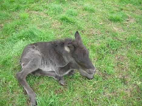 Islænder Frekjur F. Kurreholm billede 14