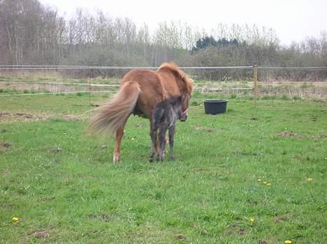 Islænder Frekjur F. Kurreholm billede 15