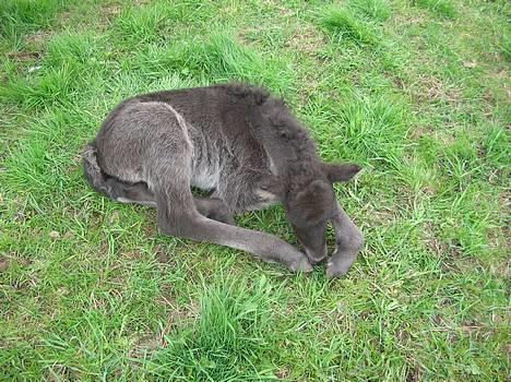Islænder Frekjur F. Kurreholm billede 16