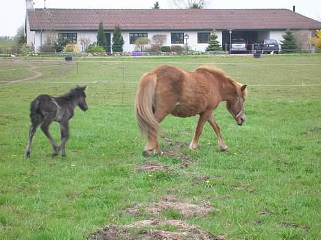 Islænder Frekjur F. Kurreholm billede 17