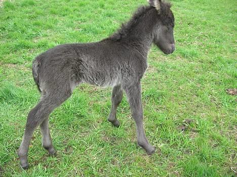 Islænder Frekjur F. Kurreholm billede 18