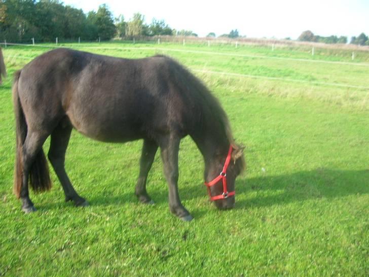 Islænder Frekjur F. Kurreholm - 27 september 08. billede 19