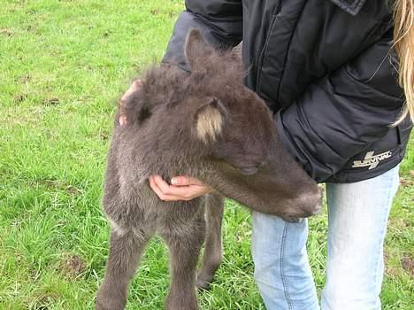 Islænder Frekjur F. Kurreholm billede 20