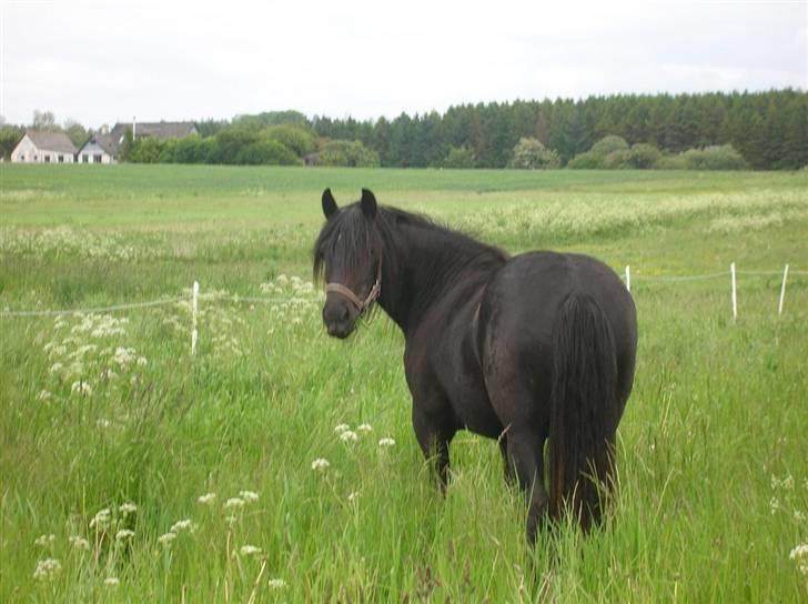 Fell pony Llancloudy Jess DØD - Ynglingsbilledet af Pigen. <3 billede 12