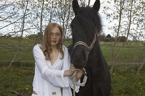Fell pony Llancloudy Jess DØD - Komfirmation. billede 13