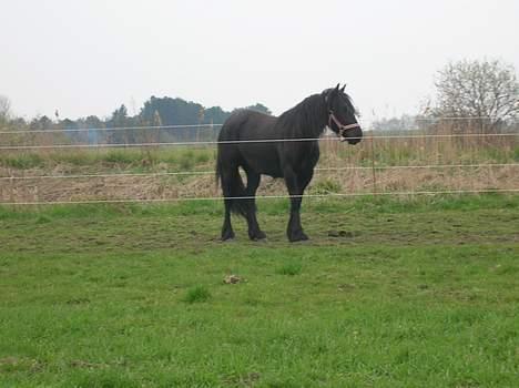 Fell pony Llancloudy Jess DØD billede 14