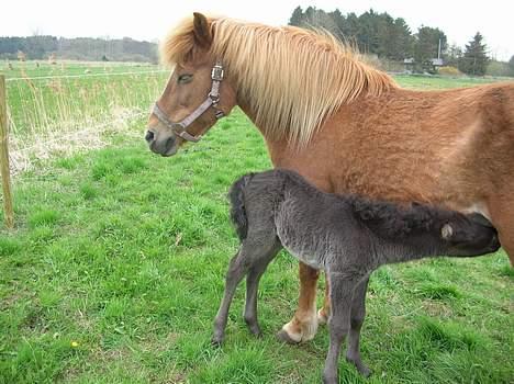 Islænder Aldis Fra Lundebakkegård billede 10