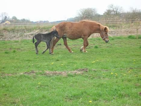 Islænder Aldis Fra Lundebakkegård billede 11