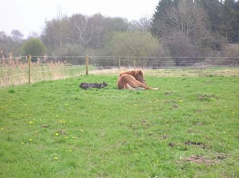 Islænder Aldis Fra Lundebakkegård billede 12