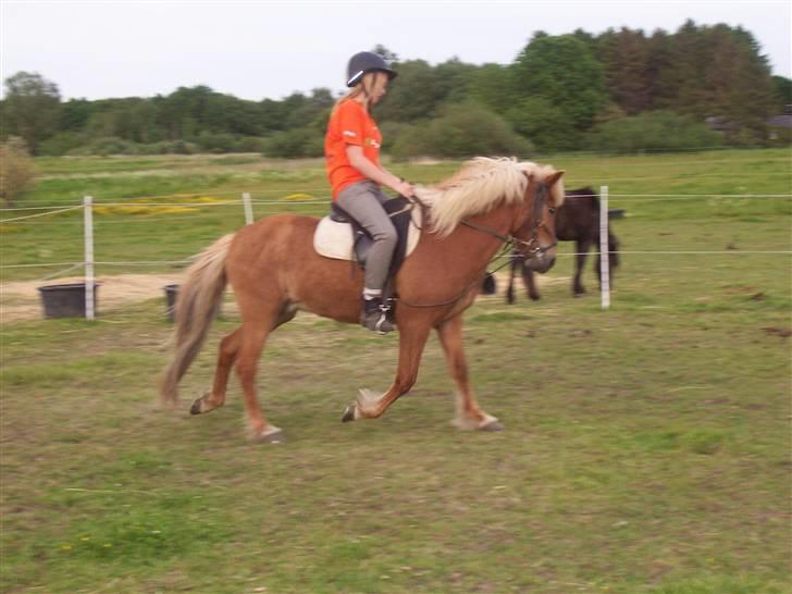 Islænder Tyra Fra Stårup  billede 15