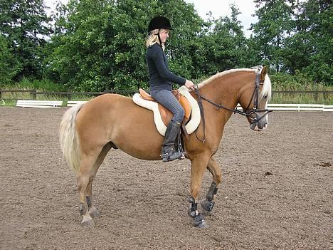Haflinger Gordon (SOLGT) <3 - parade -Foto: Min far billede 11
