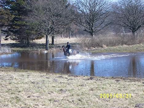 Fuldblod (XX) Dark Amigo (aflivet) - Her er vi på vej igennem en sø på ca 1 m... Vi rider på Næztved kasærne billede 16