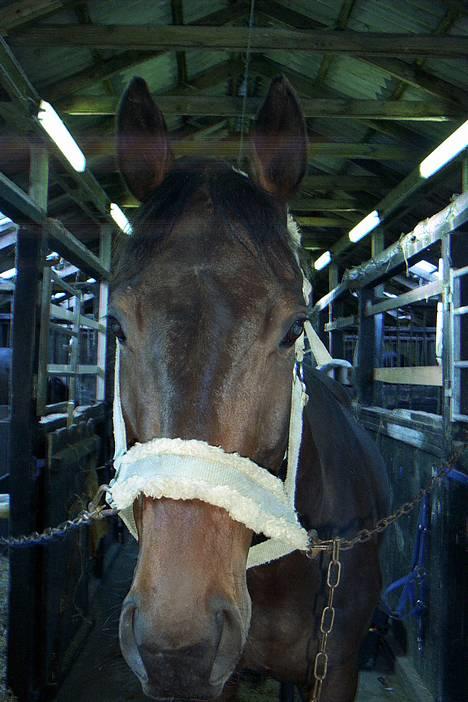 Fuldblod (XX) Dark Amigo (aflivet) - Min lille basse billede 17