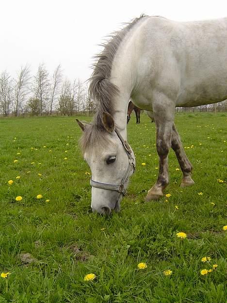 Anden særlig race Plaisir SOLGT - Skimle på Græs billede 11