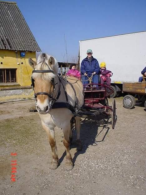 Fjordhest Naja af Dyssebakke - på vej ud og køre billede 1