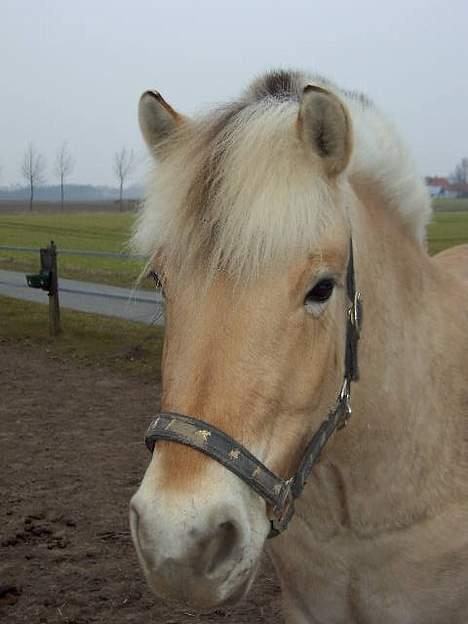Fjordhest Naja af Dyssebakke billede 2