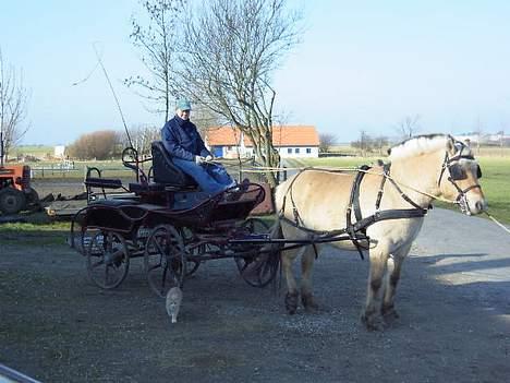 Fjordhest Naja af Dyssebakke - klar til tur billede 4