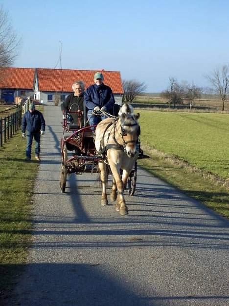Fjordhest Naja af Dyssebakke - kommer hjem fra træning billede 5