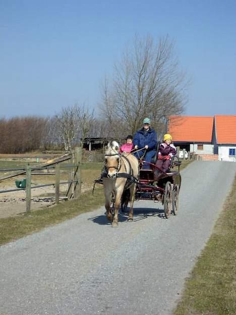 Fjordhest Naja af Dyssebakke billede 6