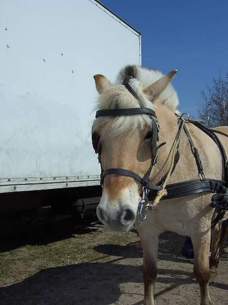 Fjordhest Naja af Dyssebakke - træt efter træningen billede 7