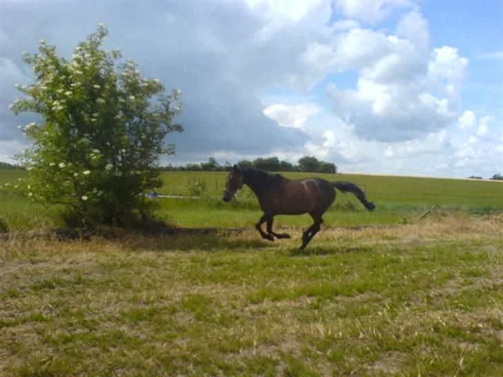 Traver Vixi Wørtel <3 R.I.P :'( - Fuld galop :) billede 12