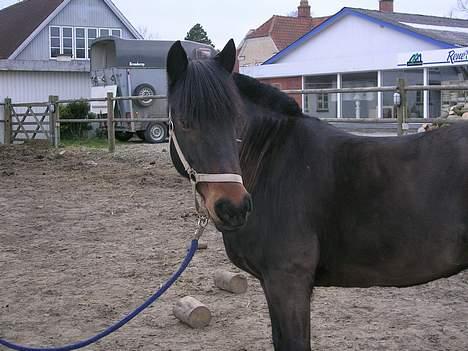 Anden særlig race Moonlight - Moonlight der kigger :] billede 11