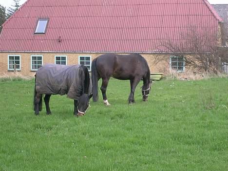 Anden særlig race Moonlight - Lille "Light" Og store "Light" ( Starlight og Moonlight) billede 12
