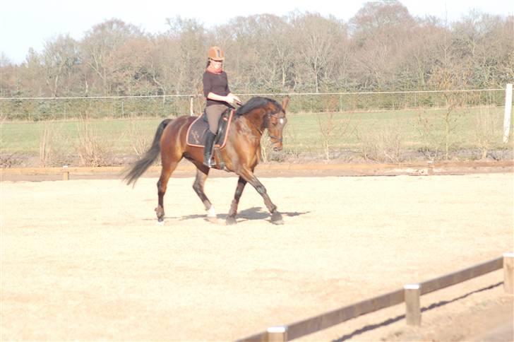 Hannoveraner shiba spudalshøj <33 - Undervisning 1 April :) billede 15