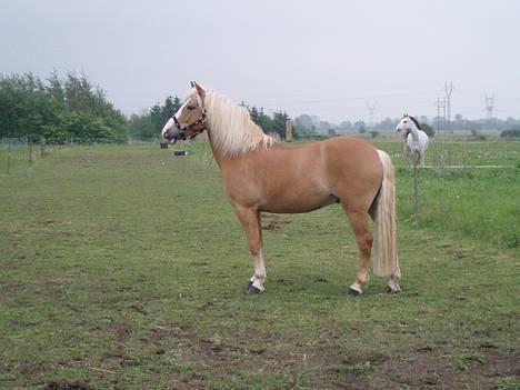 Haflinger Gordon (SOLGT) <3 - Haha -Foto: Min far billede 12