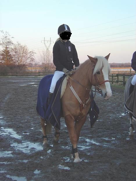 Haflinger Gordon (SOLGT) <3 - lige før vi skulle ind og springe -Foto: Lisbeth  billede 13