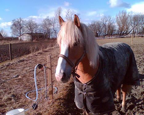 Haflinger Gordon (SOLGT) <3 - Lækker? jaa ALTID foto : mig (fra mobil) billede 14
