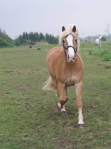 Haflinger Gordon (SOLGT) <3 - her kommer jeg -Foto: Mig billede 15