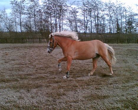 Haflinger Gordon (SOLGT) <3 - <33-Foto: Mig (fra mobil) billede 16