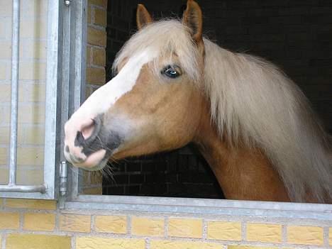 Haflinger Gordon (SOLGT) <3 - -Foto: Mig billede 17
