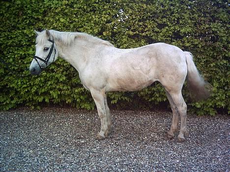 Anden særlig race Lotte *Død* - ØØVV de tager billeder lige på stenene AVAV billede 16