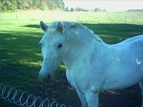 Anden særlig race Lotte *Død* - uuhhh det er varmt udenfor billede 17
